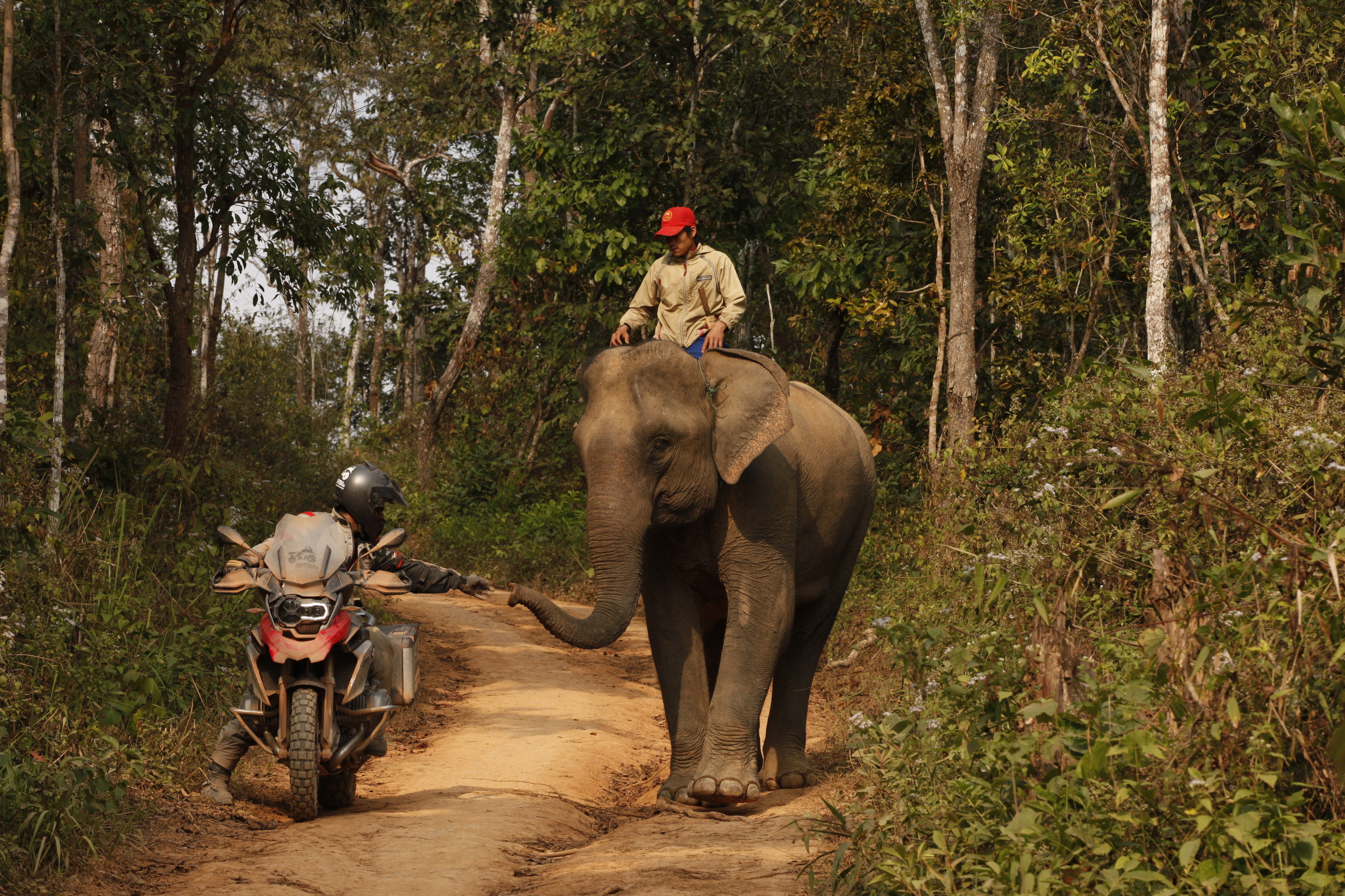 Rencontre avec un éléphant sur une piste du Laos